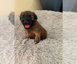Soft Coated Wheaten Terrier Puppy for sale in SAN DIEGO, CA, USA