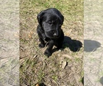 Small Photo #2 Labradoodle Puppy For Sale in HOCKLEY, TX, USA