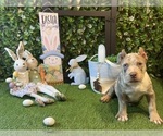 Puppy Puppy 1 Egypt American Bully