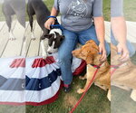 Small #3 American Staffordshire Terrier Mix