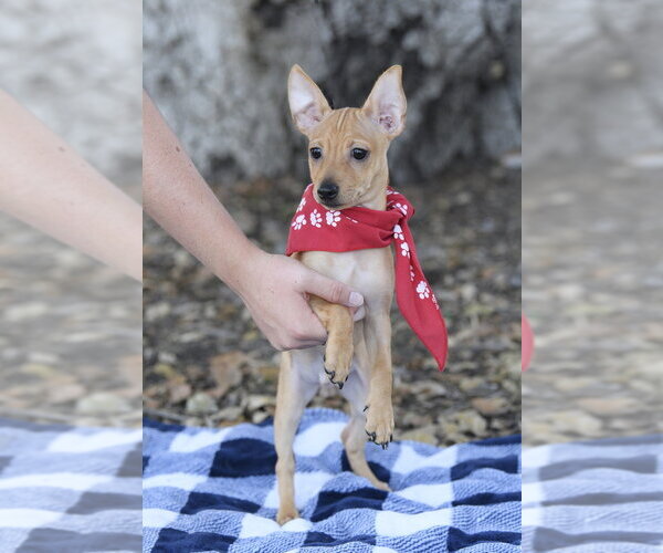 Medium Photo #1 Chihuahua-Unknown Mix Puppy For Sale in Dana Point, CA, USA
