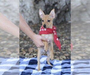 Chihuahua-Unknown Mix Dogs for adoption in Dana Point, CA, USA
