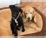 Small #5 Labrador Retriever Mix