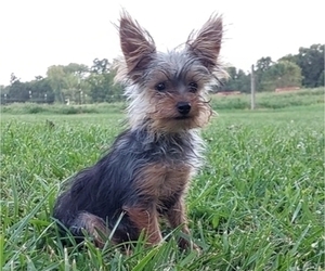 Yorkshire Terrier Puppy for Sale in LEWISBURG, Kentucky USA