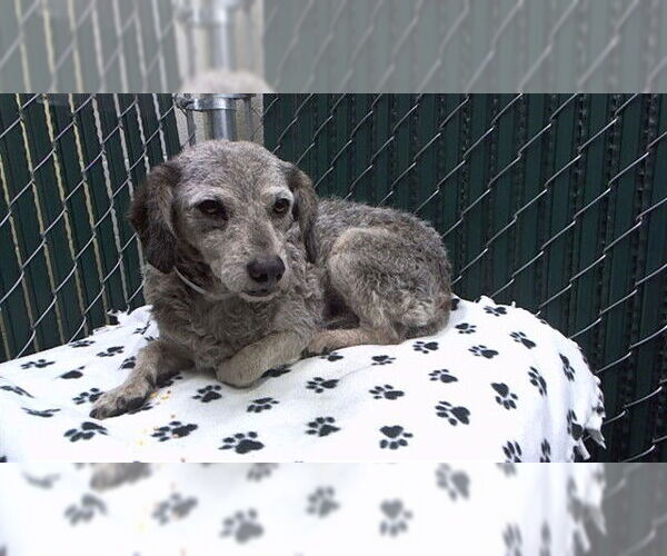 Medium Photo #1 Dachshund-Unknown Mix Puppy For Sale in Downey, CA, USA