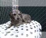 Small Dachshund Mix