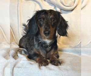 Mother of the Dachshund puppies born on 04/23/2025