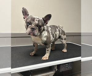 French Bulldog Puppy for sale in COVINGTON, GA, USA