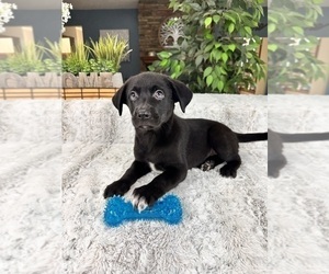 Labrador Retriever Puppy for sale in GREENFIELD, IN, USA