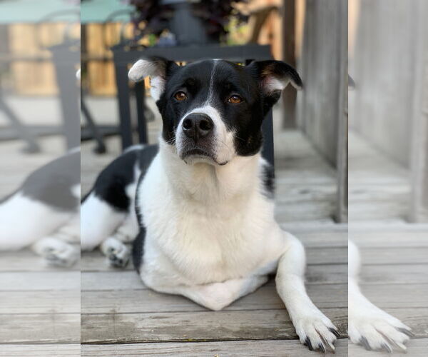 Medium Photo #5 Mutt Puppy For Sale in Fort Collins, CO, USA