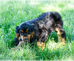 Small #5 Cocker Spaniel