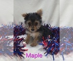 Maple - Female Yorkshire Terrier Puppy for Sale - Photo #2