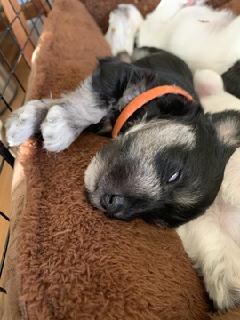 Medium Photo #5 Schnauzer (Miniature) Puppy For Sale in BURNET, TX, USA