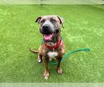 Small #1 American Pit Bull Terrier Mix
