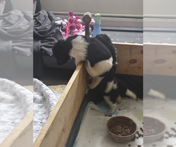 Medium Photo #8 Newfoundland Puppy For Sale in SAXTONS RIVER, VT, USA