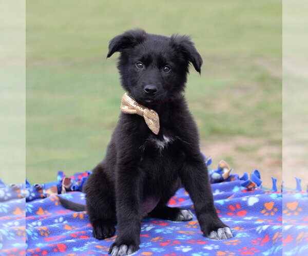 Medium Photo #4 German Shepherd Dog-Unknown Mix Puppy For Sale in Gretna, NE, USA