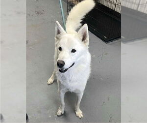 German Shepherd Dog-Unknown Mix Dogs for adoption in Benton, PA, USA