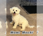 Small #6 Bichon Frise