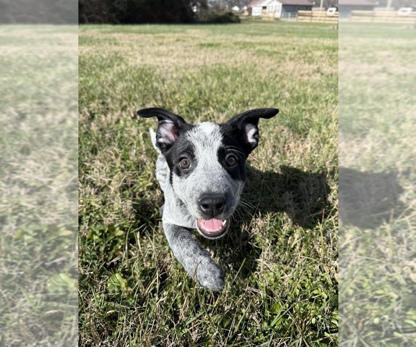 Medium Photo #1 Australian Cattle Dog Puppy For Sale in GRANT, AL, USA