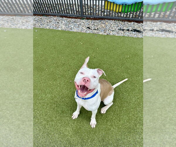 Medium Photo #3 American Pit Bull Terrier-American Staffordshire Terrier Mix Puppy For Sale in Shermans Dale, PA, USA