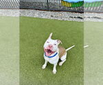 Small #2 American Pit Bull Terrier-American Staffordshire Terrier Mix