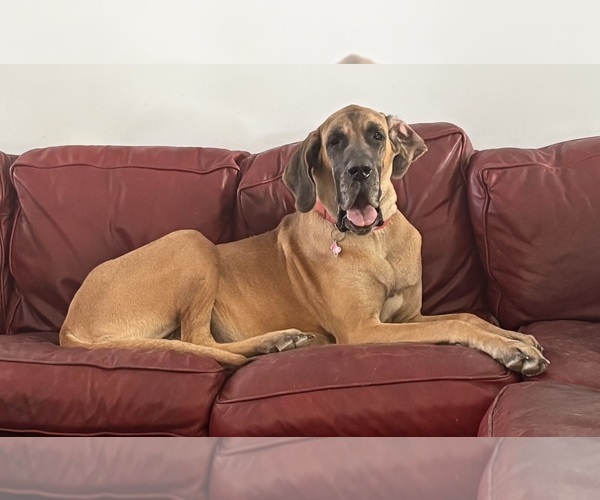 Medium Photo #1 Great Dane Puppy For Sale in CLANTON, AL, USA