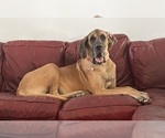 Small Photo #1 Great Dane Puppy For Sale in CLANTON, AL, USA