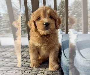 Goldendoodle (Miniature) Puppy for Sale in RANDOLPH, Wisconsin USA