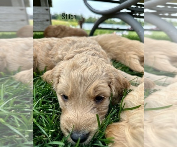 Medium Photo #18 Goldendoodle Puppy For Sale in ALLENDALE, MI, USA