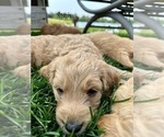 Small #17 Goldendoodle
