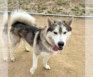 Alaskan Malamute Dogs for adoption in Camarillo, CA, USA