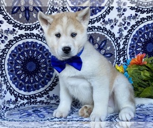 Akita-Siberian Husky Mix Dog for Adoption in LANCASTER, Pennsylvania USA