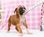 Small Photo #91 Boxer Puppy For Sale in WAKARUSA, IN, USA