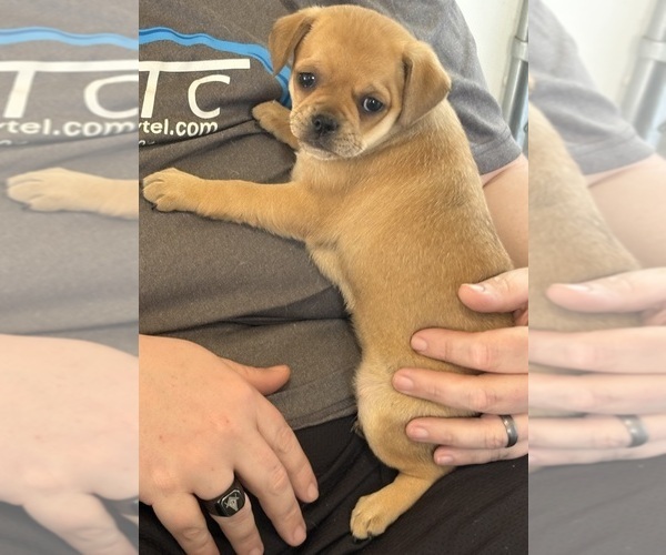 Medium Photo #5 Carlin Pinscher Puppy For Sale in COBB, WI, USA