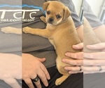 Small #4 Carlin Pinscher