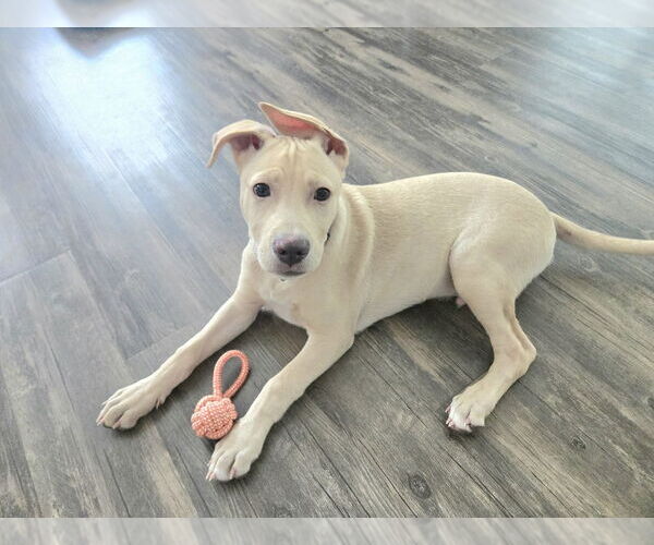 Medium Photo #14 Labrador Retriever-Unknown Mix Puppy For Sale in Mooresville, NC, USA