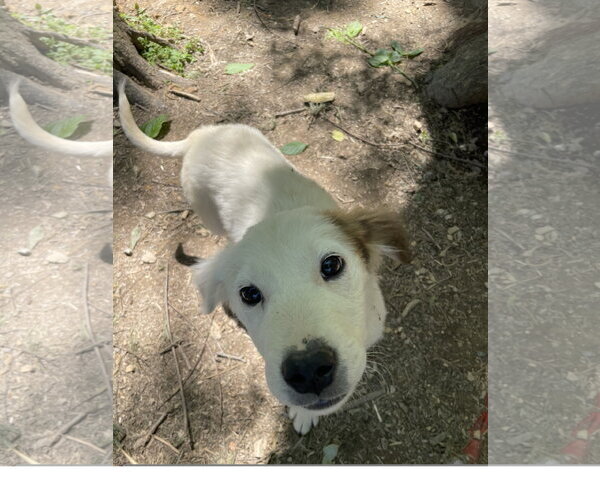 Medium Photo #2 Mutt Puppy For Sale in Tracy City, TN, USA