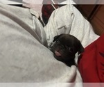 Small Photo #41 Pug Puppy For Sale in BLOOMINGTON, IL, USA