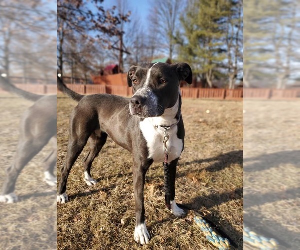 Medium Photo #8 Retriever -Unknown Mix Puppy For Sale in Bridgewater, NJ, USA