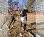Small #7 Retriever  Mix