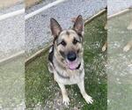 Small German Shepherd Dog