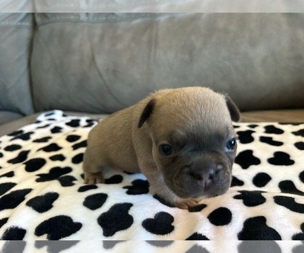 Medium Photo #4 French Bulldog Puppy For Sale in CINCINNATI, OH, USA