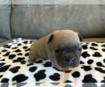 Small #3 French Bulldog