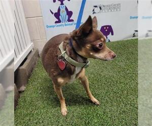 Chihuahua Dogs for adoption in Orlando, FL, USA