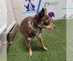Small Chihuahua