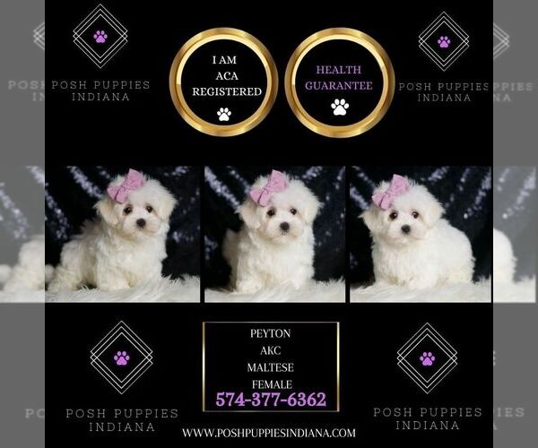 Medium Photo #5 Maltese Puppy For Sale in WARSAW, IN, USA