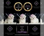 Small #4 Maltese