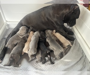 Cane Corso Puppy for Sale in WHITE HOUSE, Tennessee USA