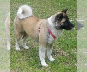 Mother of the Akita puppies born on 10/11/2019