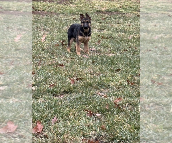 Medium Photo #2 German Shepherd Dog Puppy For Sale in PITTSBURGH, PA, USA